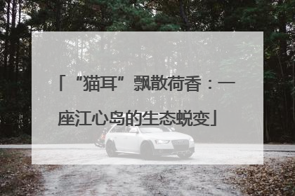 “猫耳”飘散荷香：一座江心岛的生态蜕变