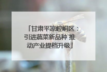 甘肃平凉崆峒区：引进蔬菜新品种 推动产业提档升级