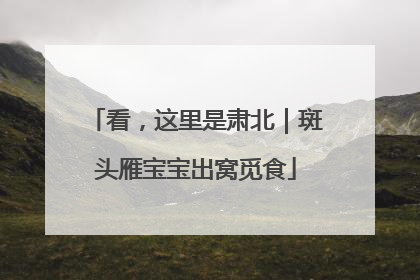 看，这里是肃北｜斑头雁宝宝出窝觅食