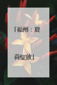 福州：夏荷绽放