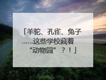 羊驼、孔雀、兔子……这些学校藏着 “动物园”？！