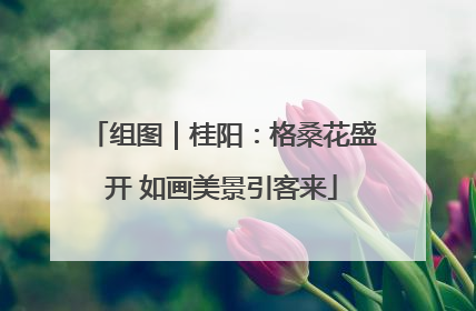 组图｜桂阳：格桑花盛开 如画美景引客来