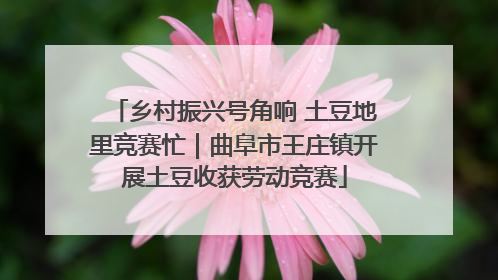 乡村振兴号角响 土豆地里竞赛忙｜曲阜市王庄镇开展土豆收获劳动竞赛