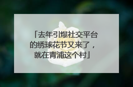 去年引爆社交平台的绣球花节又来了，就在青浦这个村