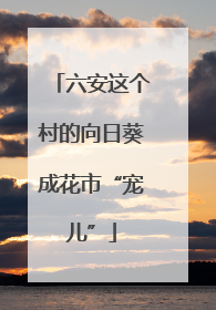 六安这个村的向日葵成花市“宠儿”