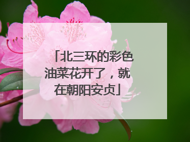 北三环的彩色油菜花开了，就在朝阳安贞