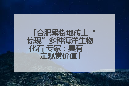 合肥罍街地砖上“惊现”多种海洋生物化石 专家：具有一定观赏价值