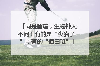 同是睡莲，生物钟大不同！有的是“夜猫子”，有的“值白班”