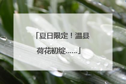 夏日限定！温县荷花初绽……