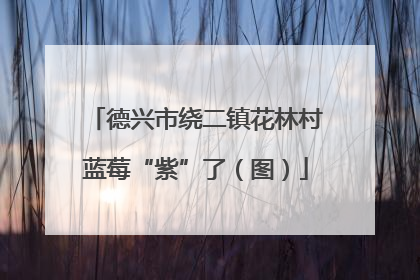 德兴市绕二镇花林村蓝莓“紫”了（图）