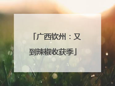 广西钦州：又到辣椒收获季
