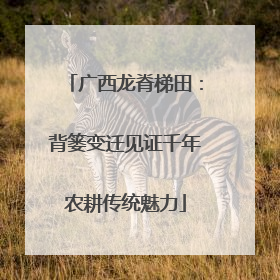 广西龙脊梯田：背篓变迁见证千年农耕传统魅力