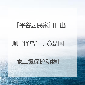平谷居民家门口出现“怪鸟”，竟是国家二级保护动物