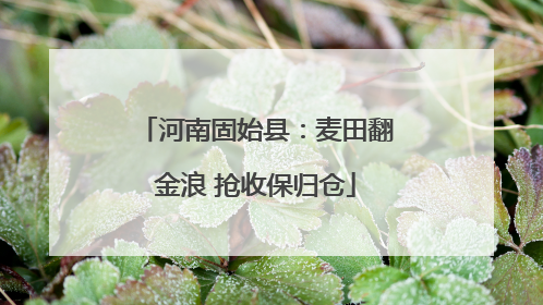 河南固始县：麦田翻金浪 抢收保归仓