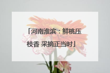 河南淮滨：鲜桃压枝香 采摘正当时