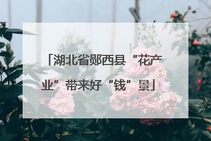 湖北省郧西县“花产业”带来好“钱”景
