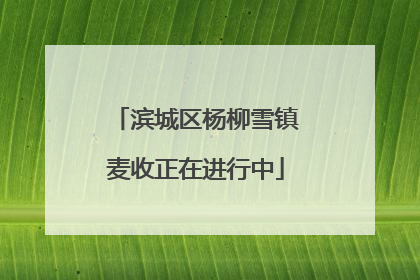 滨城区杨柳雪镇麦收正在进行中