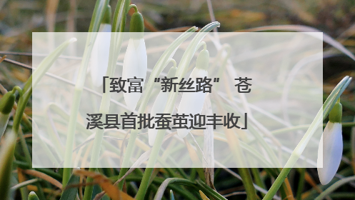 致富“新丝路” 苍溪县首批蚕茧迎丰收