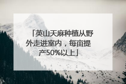 英山天麻种植从野外走进室内，每亩提产50%以上