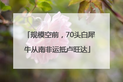 规模空前，70头白犀牛从南非运抵卢旺达
