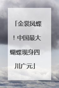 金裳凤蝶！中国最大蝴蝶现身四川广元