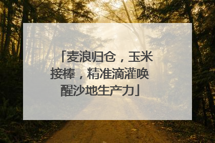 麦浪归仓，玉米接棒，精准滴灌唤醒沙地生产力